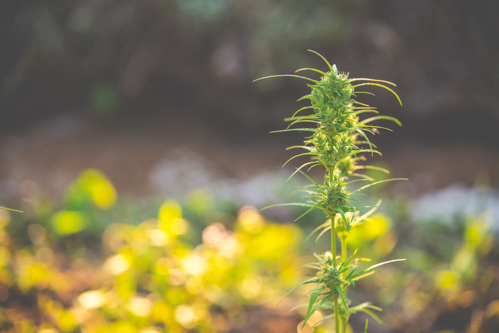 Cannabis plant