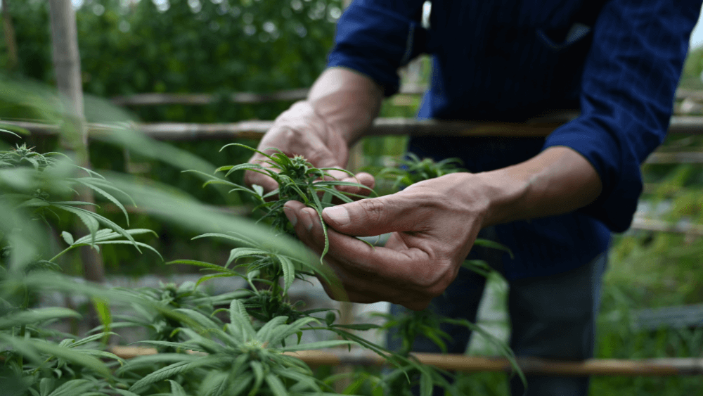 Boost Your Harvest with Cannabis Lollipopping