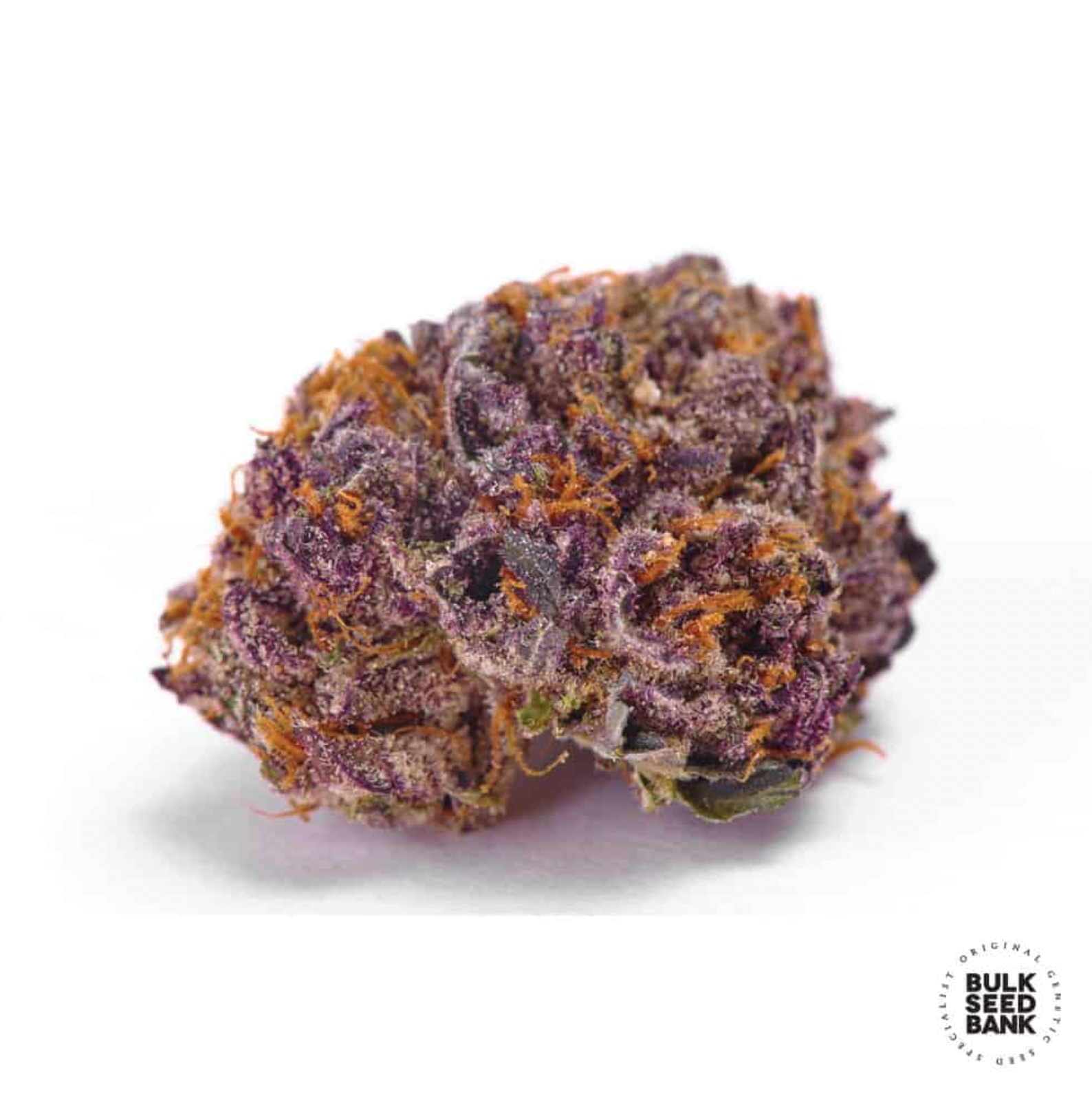 PURPLE GLAM KUSH